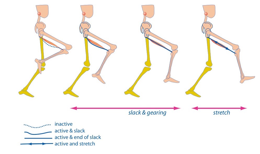 Van Hooren slack hamstring | Adam Loiacono