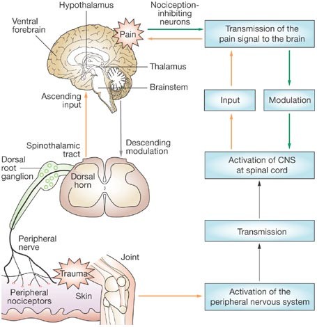 nociceptions | Adam Loiacono