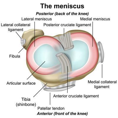 Meniscus anatomy | Adam Loiacono