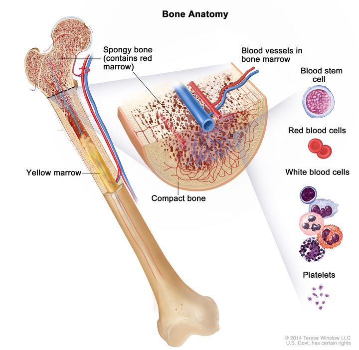 Bone | Adam Loiacono