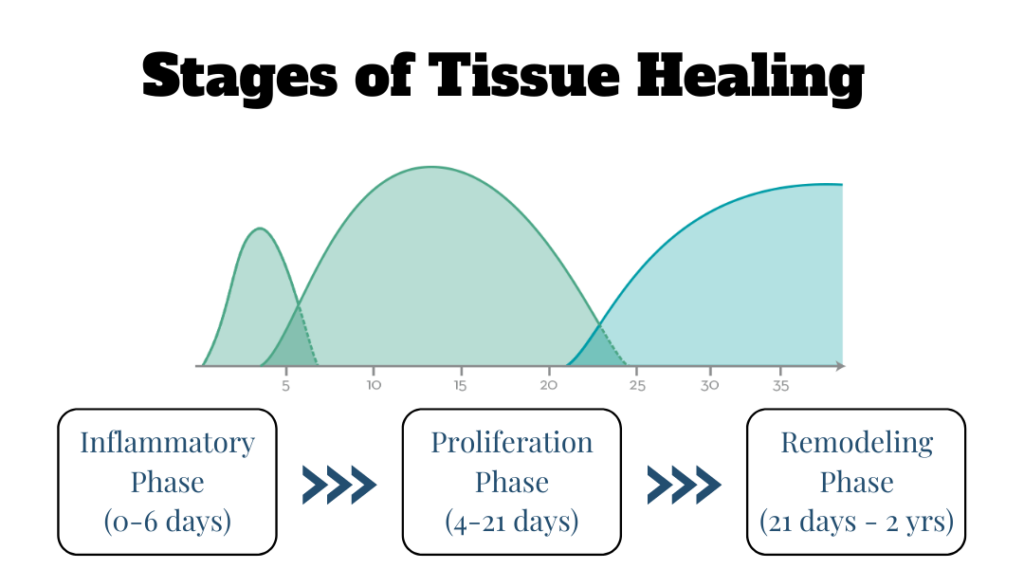 Stages-of-Tissue-Healing-1024x569-1 | Adam Loiacono