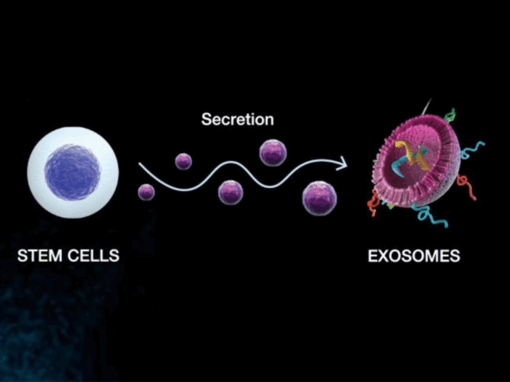 Stem cells | Adam Loiacono