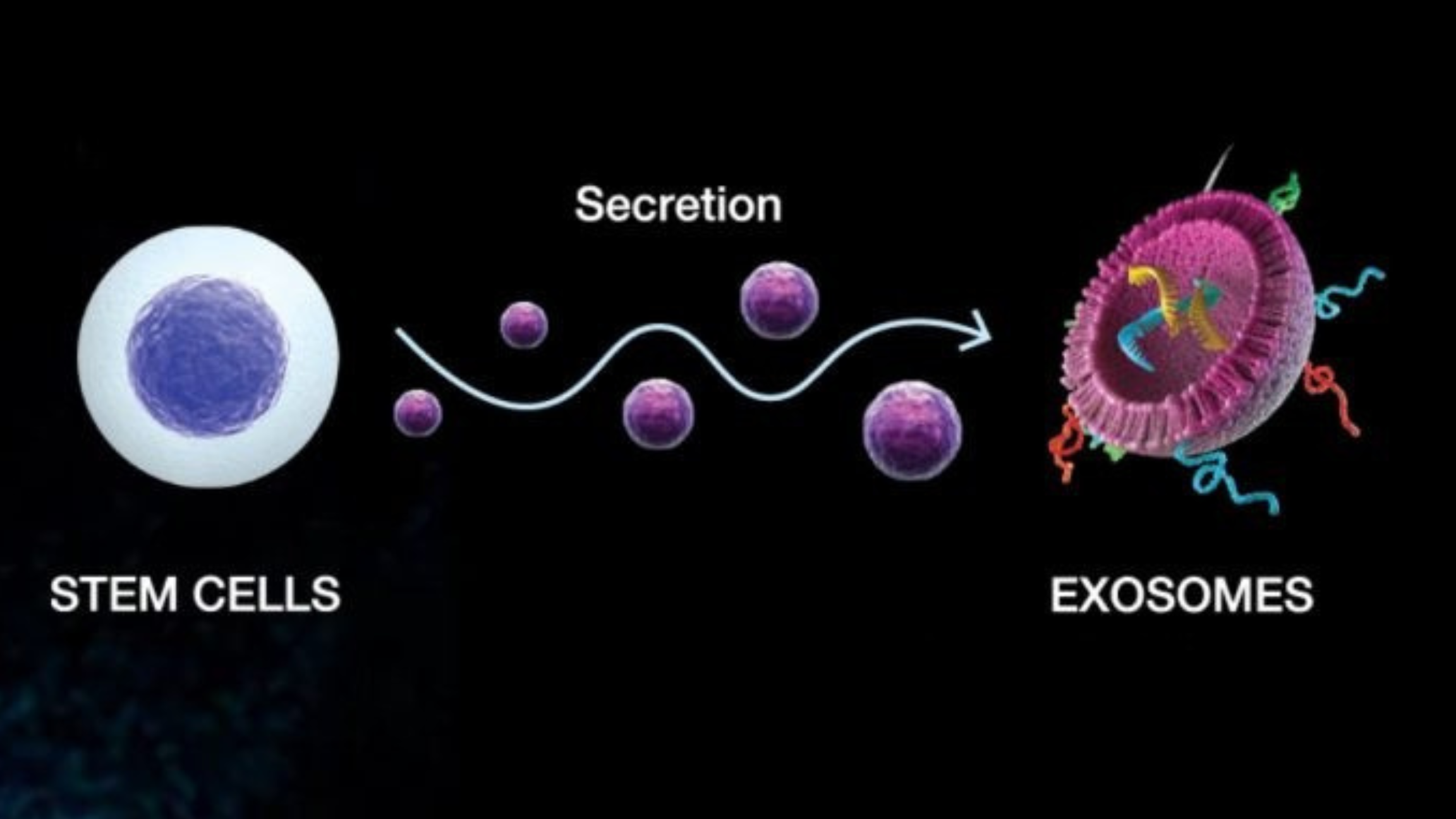 Stem cells | Adam Loiacono