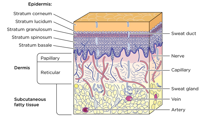 skin layers | Adam Loiacono